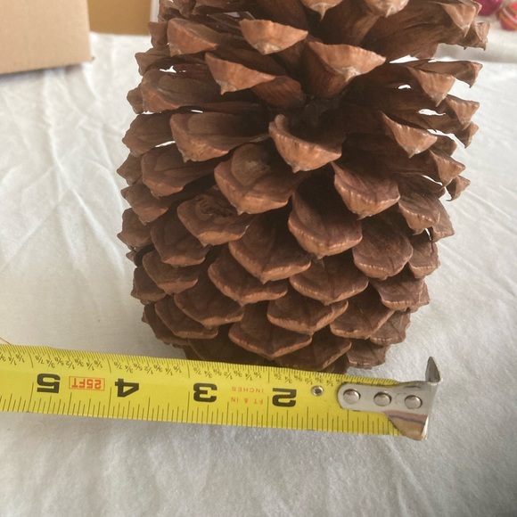 2 huge 8” & 7 1/2” Tall Rare Vintage California pine cones - Picture 7 of 7